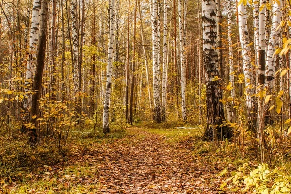 Τοπίο με ένα λιβάδι φθινόπωρο καλυμμένο με το φθινόπωρο τα φύλλα σε ένα πευκόφυτο δάσος. — Φωτογραφία Αρχείου