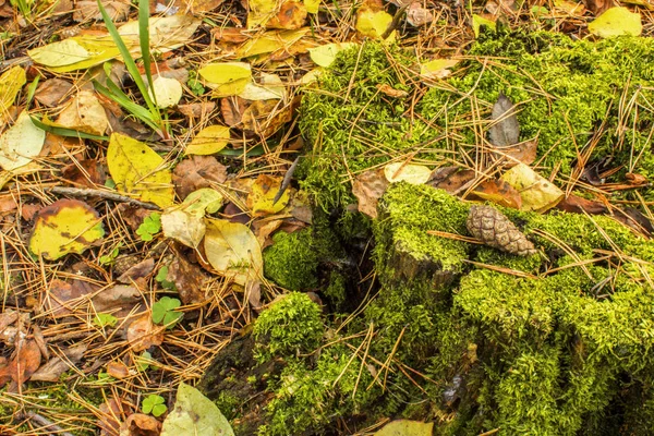 bir sonbahar ormandaki yaşlı bir güdük üzerinde düşen sonbahar yaprakları ile kaplı zeminde ayakta götürü