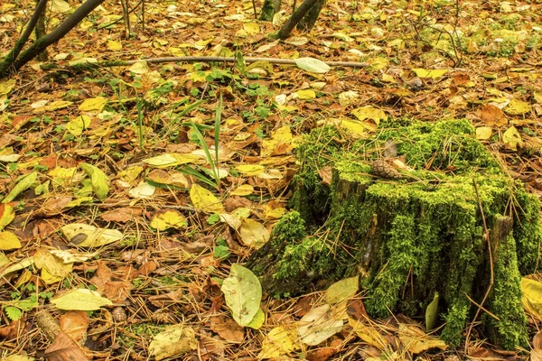 bir yumru üzerinde eski bir güdük bir sonbahar orman ayakta yere düşen sonbahar yaprakları ile kaplı