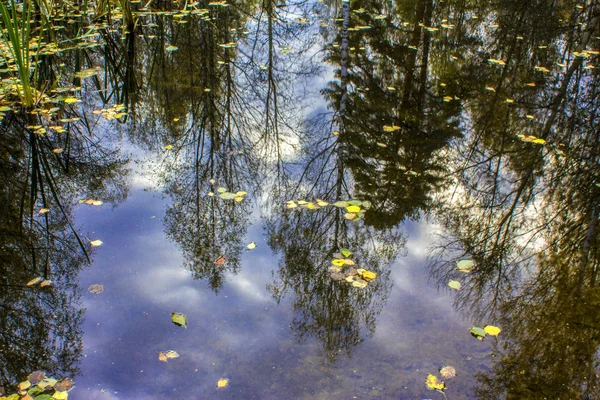 Reflet des arbres et ciel bleu dans l'eau d'un lac forestier — Photo