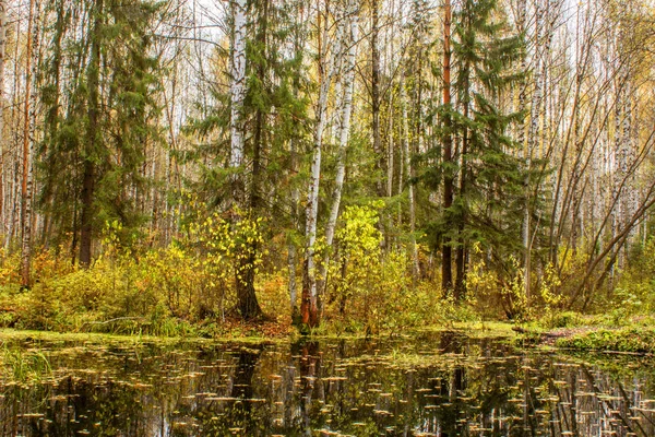 Paysage de forêt d'automne en face de l'eau d'un lac forestier — Photo