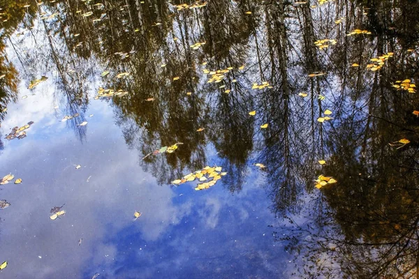 yansıma, ağaç ve Orman Gölü su mavi gökyüzünde