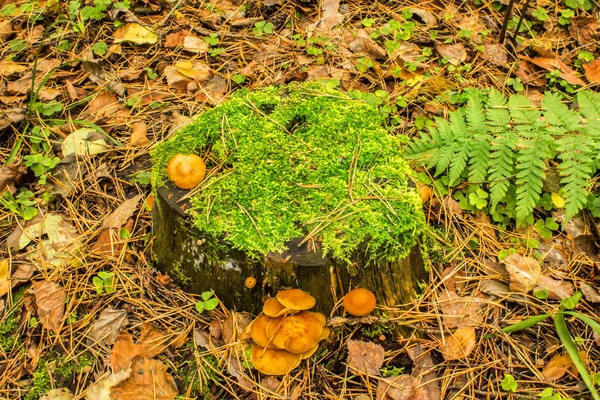 Setas en un viejo tocón cubierto de musgo en el suelo cubierto de hojas caídas de otoño — Foto de Stock