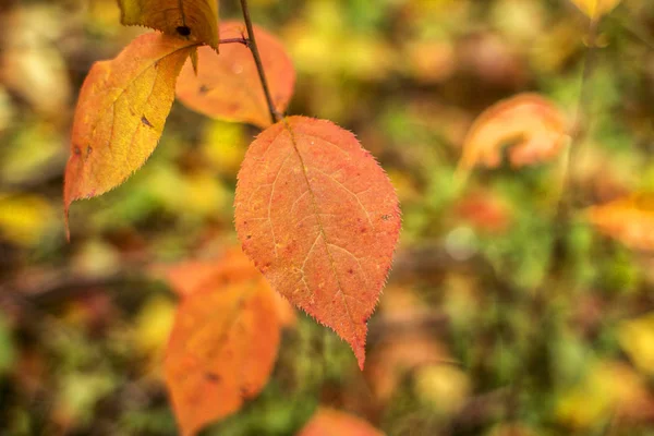 W centrum uwagi czerwony jesień liści lipy na niewyraźne — Zdjęcie stockowe