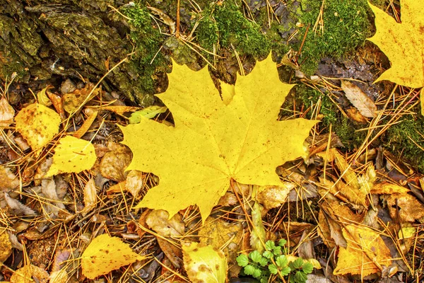 Sonbahar sarı akçaağaç yaprağı solmuş yapraklar arka plan üzerinde