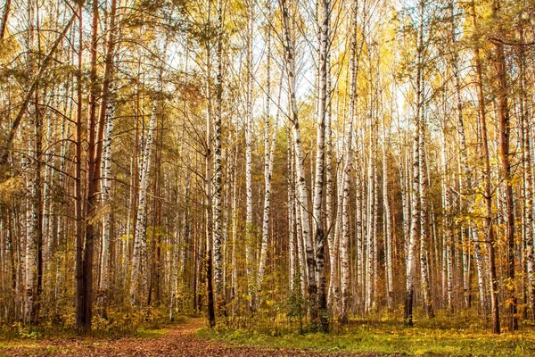 Paysage d'une prairie d'automne couverte de feuilles d'automne dans une pinède . — Photo