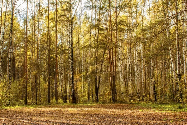 Landscape of an autumn meadow covered with autumn leaves in a pine forest. — Stock Photo, Image