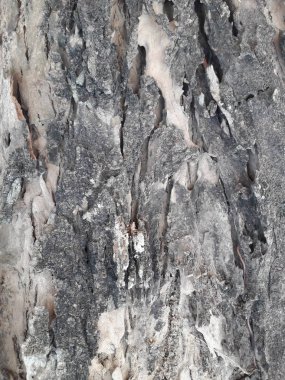 büyük bir ağaç kabuğu