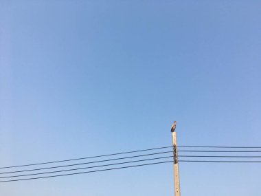 Pelecanus bir elektrik direğinde akşam vaktini bekliyor..