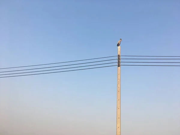 Pelecanus Bir Elektrik Direğinde Akşam Vaktini Bekliyor — Stok fotoğraf
