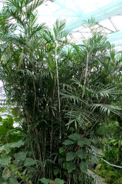 Güzel egzotik çiçekler ve ince palmiyeler manzarası