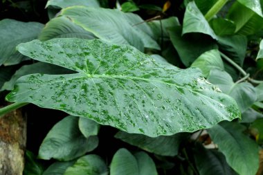 Egzotik bir bitkinin büyük, doğal, pürüzsüz bir yaprağı.