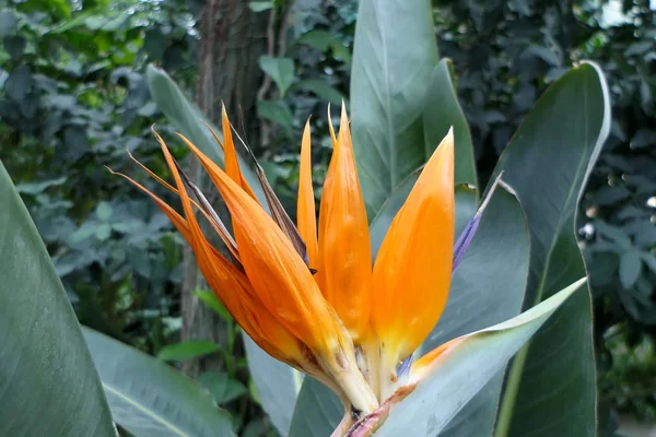 Underbara Höga Naturliga Exotiska Blommor Med Långa Kronblad Orange Och — Stockfoto