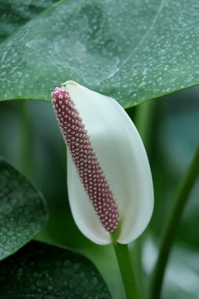 Flor Blanca Tropical Natural Con Grandes Hojas Manchadas —  Fotos de Stock