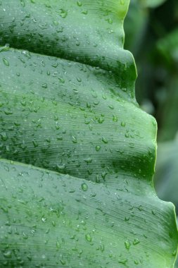 Çiy damlaları olan egzotik bir bitkinin büyük doğal yaprağının bir parçası..