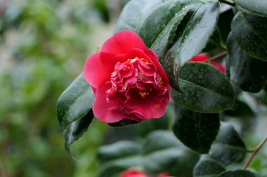 Açık pembe tomurcuklu doğal egzotik çiçek dalı yere eğilmişti..