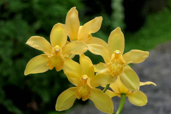 Naturalny Jasny Egzotyczny Kwiat Żółtych Płatków Aksamitne Centrum — Zdjęcie stockowe