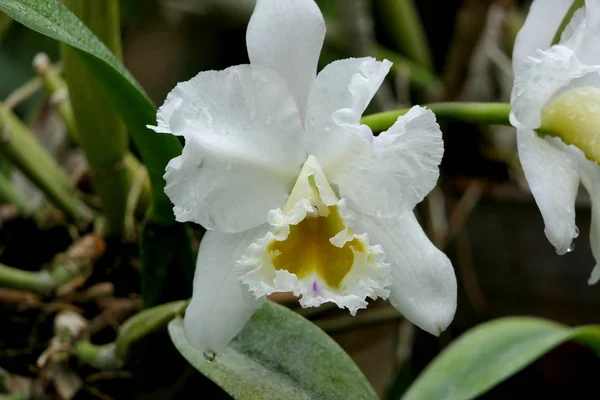 Hermosa Flor Exótica Natural Pétalos Blancos Centro Terciopelo Amarillo —  Fotos de Stock