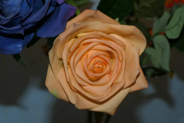 Υπέροχο Τριαντάφυλλο Ροδάκινο — Φωτογραφία Αρχείου