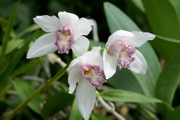 Dokonalý Obraz Přírodních Exotických Květin Bílé Barvy Flekatým Světle Fialovým — Stock fotografie