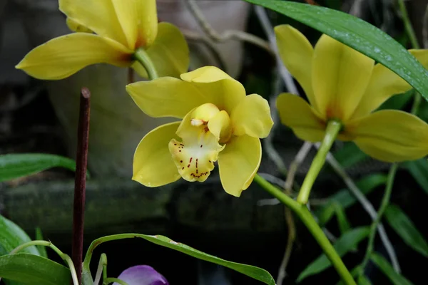 Natuurlijke Heldere Exotische Bloemen Van Gele Bloemblaadjes Een Dunne Stengel — Stockfoto