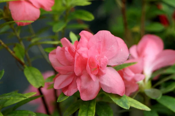 Kvetoucí Pupeny Přírodních Exotických Světle Růžových Květů Malých Listů — Stock fotografie