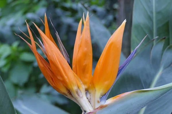 Underbara Höga Naturliga Exotiska Blommor Med Långa Kronblad Orange Och — Stockfoto