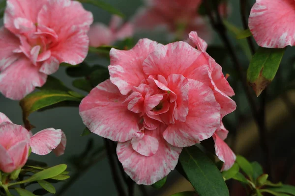 Kvetoucí Pupeny Přírodních Exotických Světle Růžových Květů Skvrnách — Stock fotografie