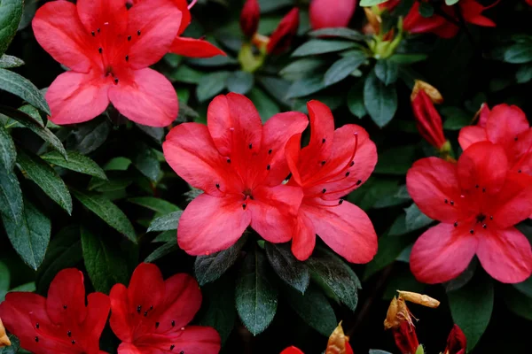 Virágzó Rügyek Természetes Egzotikus Virágok Szirmok Skarlát Színű — Stock Fotó