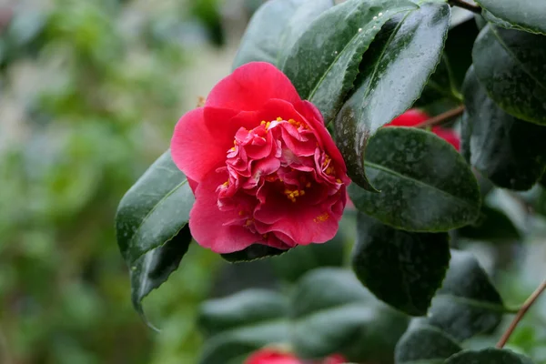 Přírodní Exotická Květinová Větev Rozevřeným Jasně Růžovým Pupenem Která Naklonila — Stock fotografie