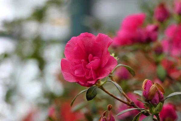 Přírodní Exotická Květinová Větev Otevřenými Uzavřenými Jasně Růžovými Pupeny Popředí — Stock fotografie