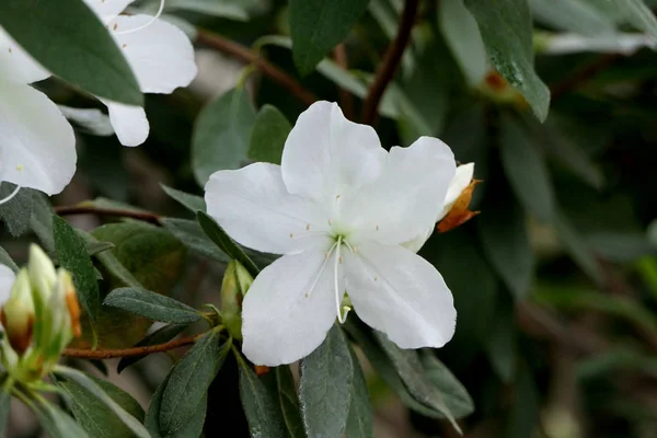 Két Természetes Trópusi Virágág Nyitott Nem Nyitott Fehér Virágokkal — Stock Fotó