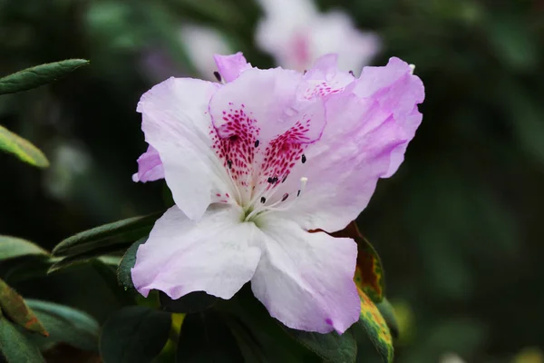 Přírodní Exotický Světle Fialový Květ Knírkem Pupenu Malými Zelenými Listy — Stock fotografie
