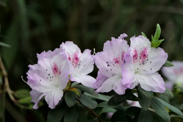 Dvě Přírodní Tropické Květinové Větve Otevřenými Světle Fialovými Pupeny Malými — Stock fotografie