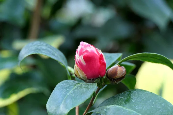 Přírodní Jasná Tropická Květinová Větev Dvěma Růžovými Pupeny Hladkými Zelenými — Stock fotografie