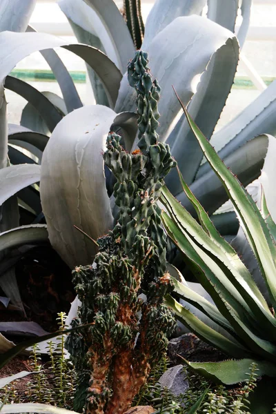 Naturlig Kaktus Bisarr Form Med Träig Kropp Nedanför — Stockfoto