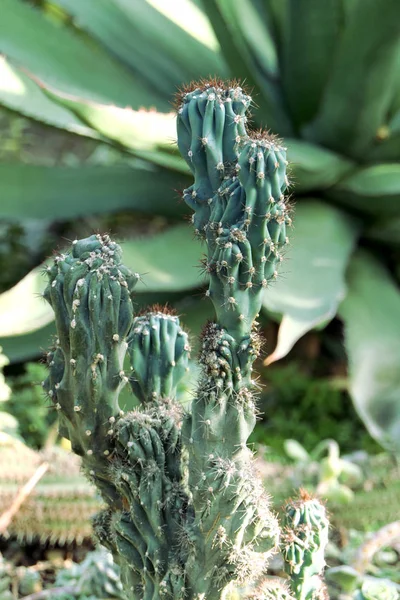 Gran Cactus Natural Una Forma Elegante —  Fotos de Stock