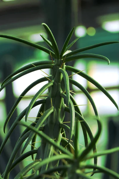 Naturlig Kaktus Med Hög Köttig Kropp Långa Ryggar Och Tofsar — Stockfoto