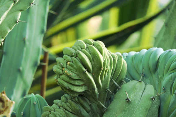 Naturlig Växt Med Köttig Kropp Och Sällsynta Taggar — Stockfoto