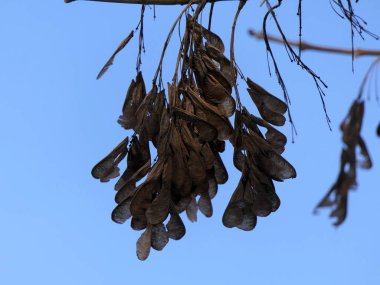 Büyük kurumuş akçaağaç tohumları parlak bir gökyüzüne karşı.