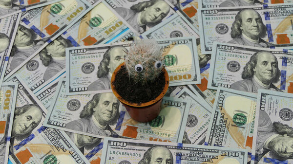 Цветочный горшок с кактусом в окружении денег
.