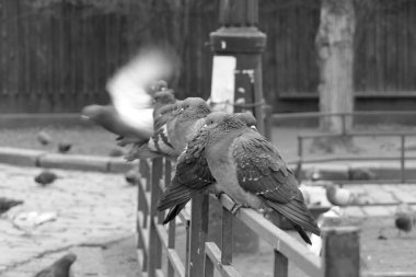  Bir güvercin sürüsünden uzaklaşıyor..