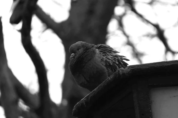 記念碑の上に投げられた野生の青い鳩 — ストック写真
