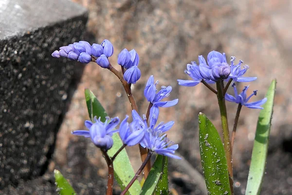Tatlı Mor Çiçekler Kışın Sonunda Bahçede Yetişir — Stok fotoğraf