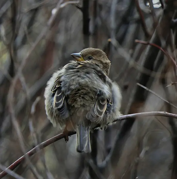 Cute Funny Ruffled Wind Sparrows — Stock Photo, Image