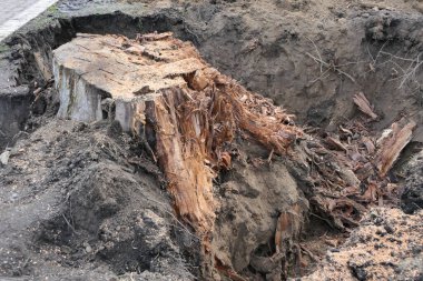 200 yıl yaşamış bir ağaca böyle olur işte..