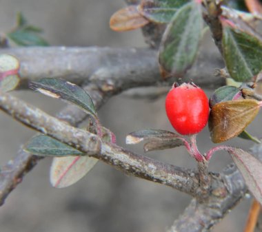 Bir bitkinin parlak kırmızı tohum kutusu..