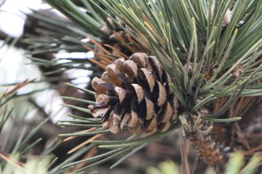 Yeşil dallar üzerinde büyük ve küçük kahverengi koniler.