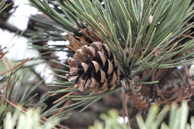 Spruce 'un dikenli dallarının arka planında hoş bir tümsek.