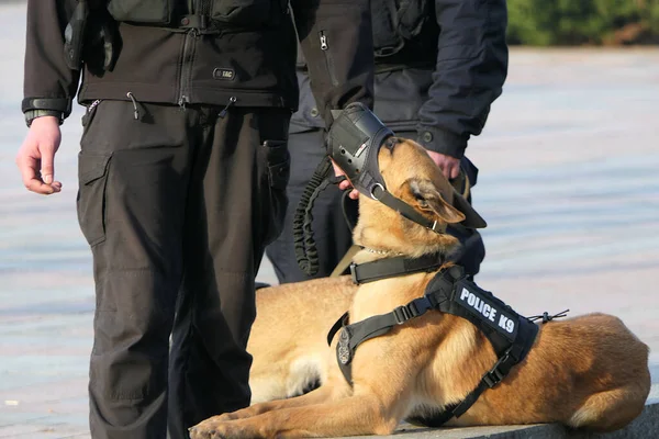 Cão Que Guarda Objeto Com Seu Dono Fotos De Bancos De Imagens Sem Royalties